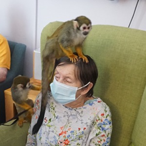 Spider monkey sat on female residents head